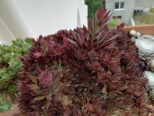 Name:  teras sempervivum3.jpg
Views: 957
Size:  36.8 KB