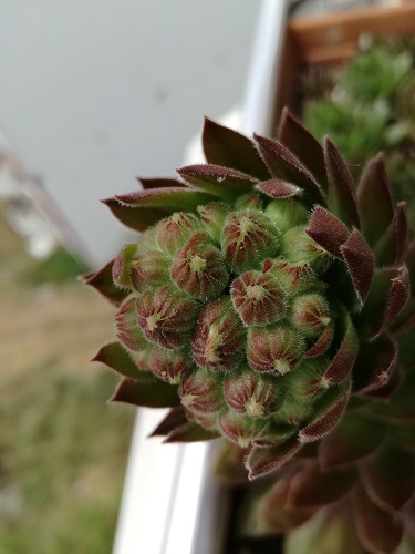 Name:  teras sempervivum1.jpg
Views: 923
Size:  57.1 KB
