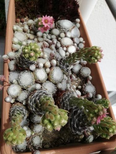 Name:  teras sempervivum2.jpg
Views: 1099
Size:  38.3 KB