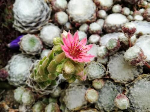 Name:  teras sempervivum.jpg
Views: 1169
Size:  34.7 KB
