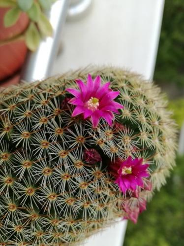 Name:  m matudea.jpg
Views: 909
Size:  39.0 KB
