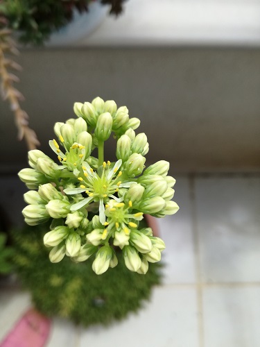 Name:  teras sedum.jpg
Views: 1033
Size:  52.4 KB