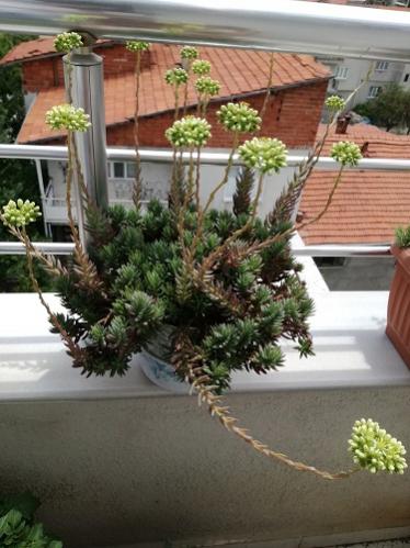 Name:  teras sedum1.jpg
Views: 1001
Size:  36.4 KB