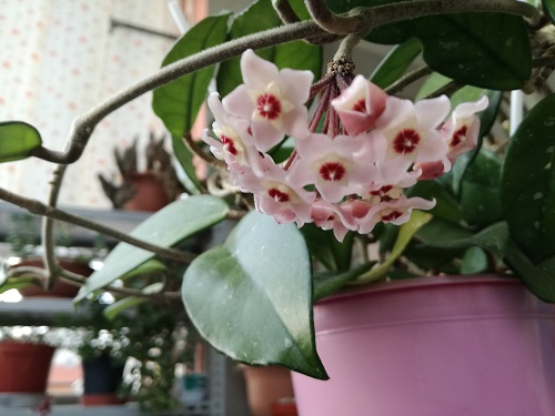 Name:  h. carnosa.jpg
Views: 848
Size:  69.3 KB