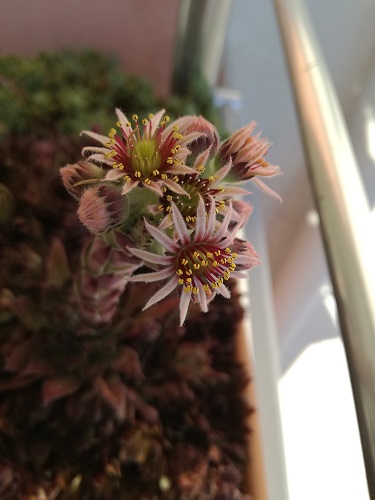 Name:  sempervivum2.jpg
Views: 783
Size:  53.9 KB