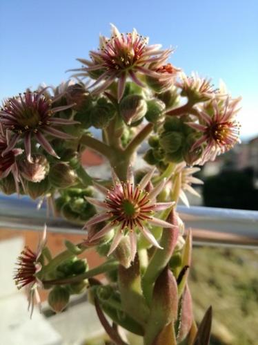 Name:  sempervivum1.jpg
Views: 787
Size:  29.2 KB