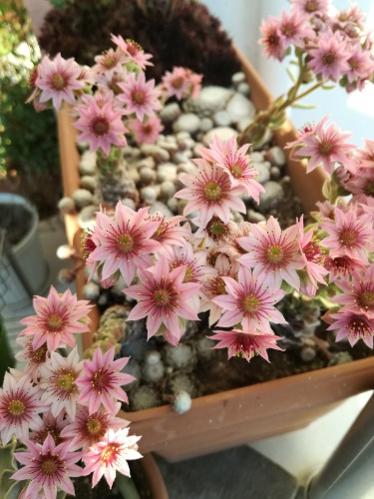 Name:  sempervivum.jpg
Views: 988
Size:  38.0 KB
