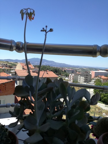 Name:  cotyledon.jpg
Views: 1052
Size:  66.6 KB