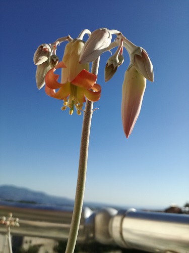Name:  cotyledon 1.jpg
Views: 829
Size:  46.2 KB