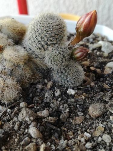 Name:  rebutia.jpg
Views: 999
Size:  42.4 KB
