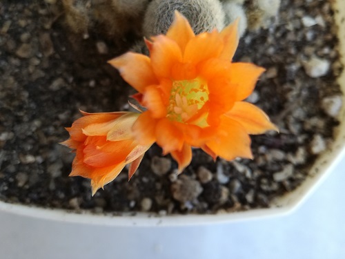 Name:  rebutia1.jpg
Views: 787
Size:  58.5 KB