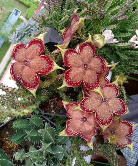 Name:  Edithcolea grandis1.jpg
Views: 1036
Size:  77.4 KB