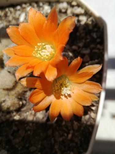 Name:  rebutia.jpg
Views: 1122
Size:  65.5 KB