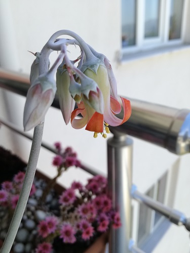 Name:  cotyledon o..jpg
Views: 742
Size:  52.1 KB