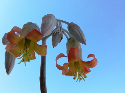 Name:  cotyledon o.1.jpg
Views: 772
Size:  49.3 KB