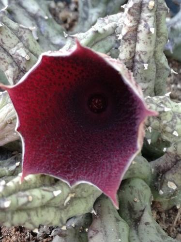 Name:  huernia.jpg
Views: 747
Size:  33.0 KB