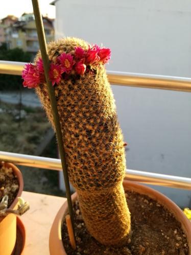Name:  m. matudea.jpg
Views: 798
Size:  29.8 KB