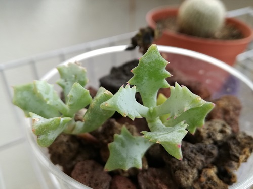 Name:  oscularia deltoides.jpg
Views: 762
Size:  56.6 KB