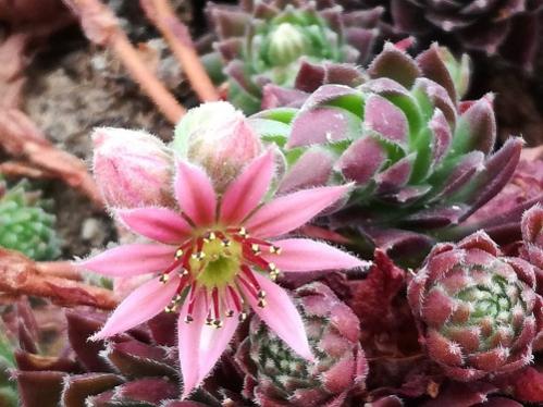 Name:  sempervivum red rubin.jpg
Views: 827
Size:  39.9 KB