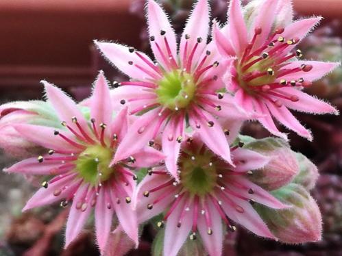 Name:  sempervivm red rubin1.jpg
Views: 795
Size:  34.9 KB