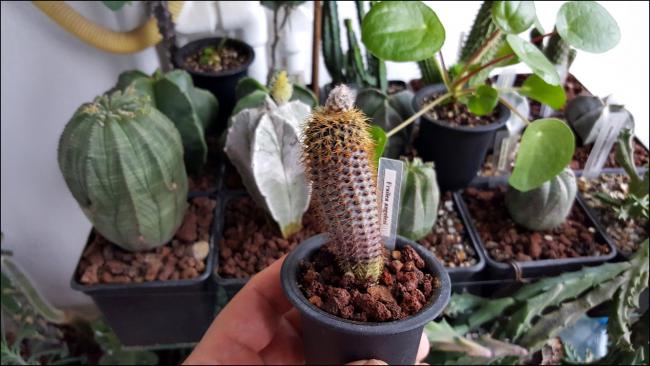 Name:  Frailea angelesii (2).jpg
Views: 395
Size:  43.1 KB