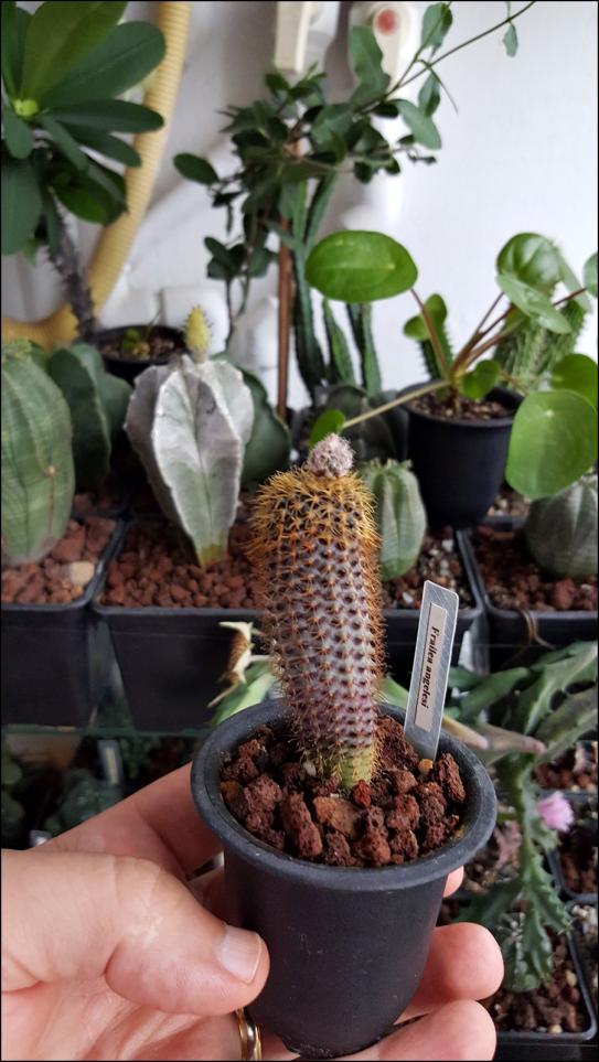 Name:  Frailea angelesii (3).jpg
Views: 372
Size:  77.1 KB