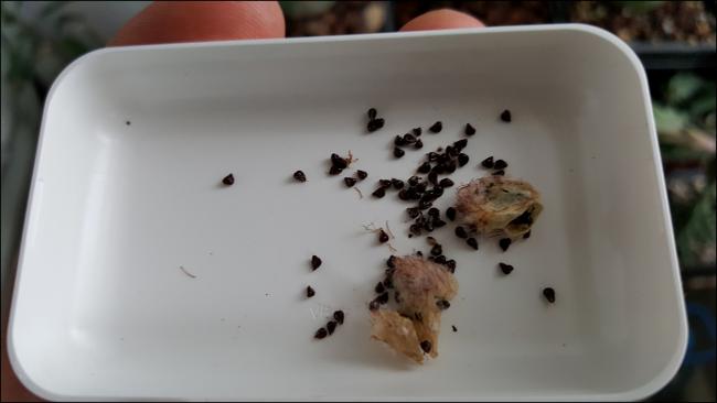 Name:  Frailea angelesii (1).jpg
Views: 374
Size:  20.9 KB