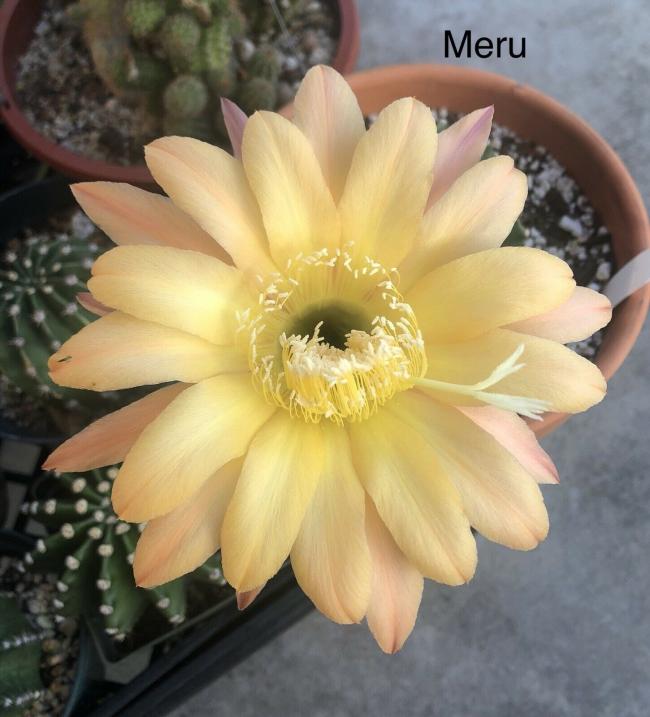 Name:  meru.jpg
Views: 467
Size:  51.3 KB