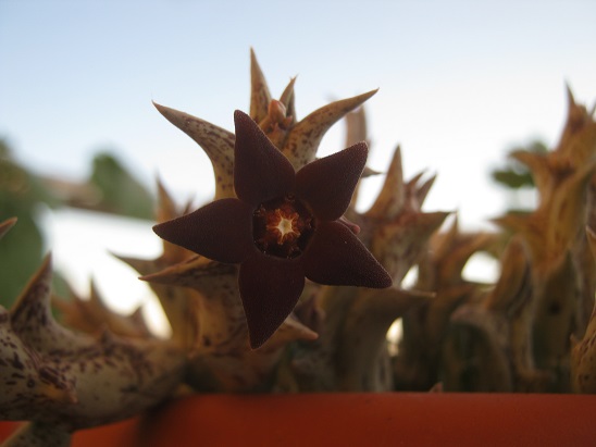 Name:  huernia.jpg
Views: 615
Size:  50.1 KB