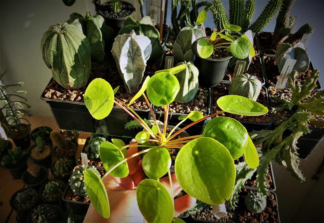 Name:  Pilea Peperomioides.jpg
Views: 498
Size:  69.0 KB