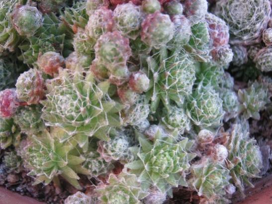Name:  mini sempervivum.jpg
Views: 560
Size:  50.8 KB