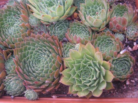 Name:  sempervivum.jpg
Views: 573
Size:  48.3 KB