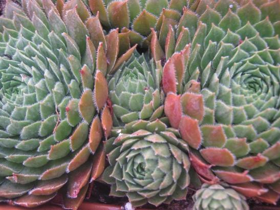 Name:  sempervivum1.jpg
Views: 552
Size:  46.9 KB
