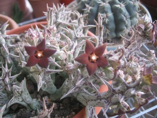 Name:  huernia.jpg
Views: 560
Size:  43.8 KB