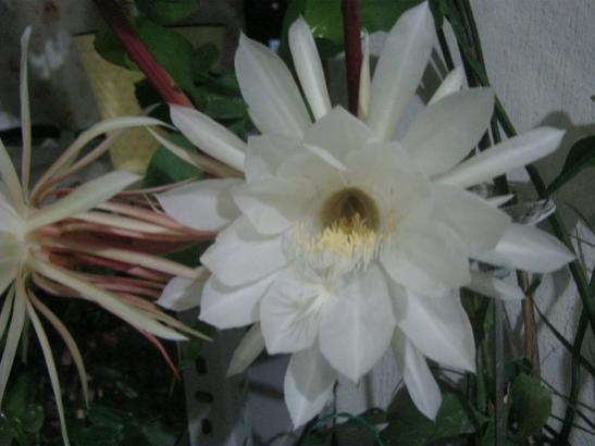 Name:  gelin4.jpg
Views: 538
Size:  27.1 KB