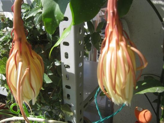 Name:  gelin5.jpg
Views: 564
Size:  37.4 KB