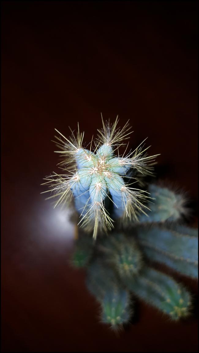 Name:  Pilosocereus azureus   (4).jpg
Views: 492
Size:  49.4 KB