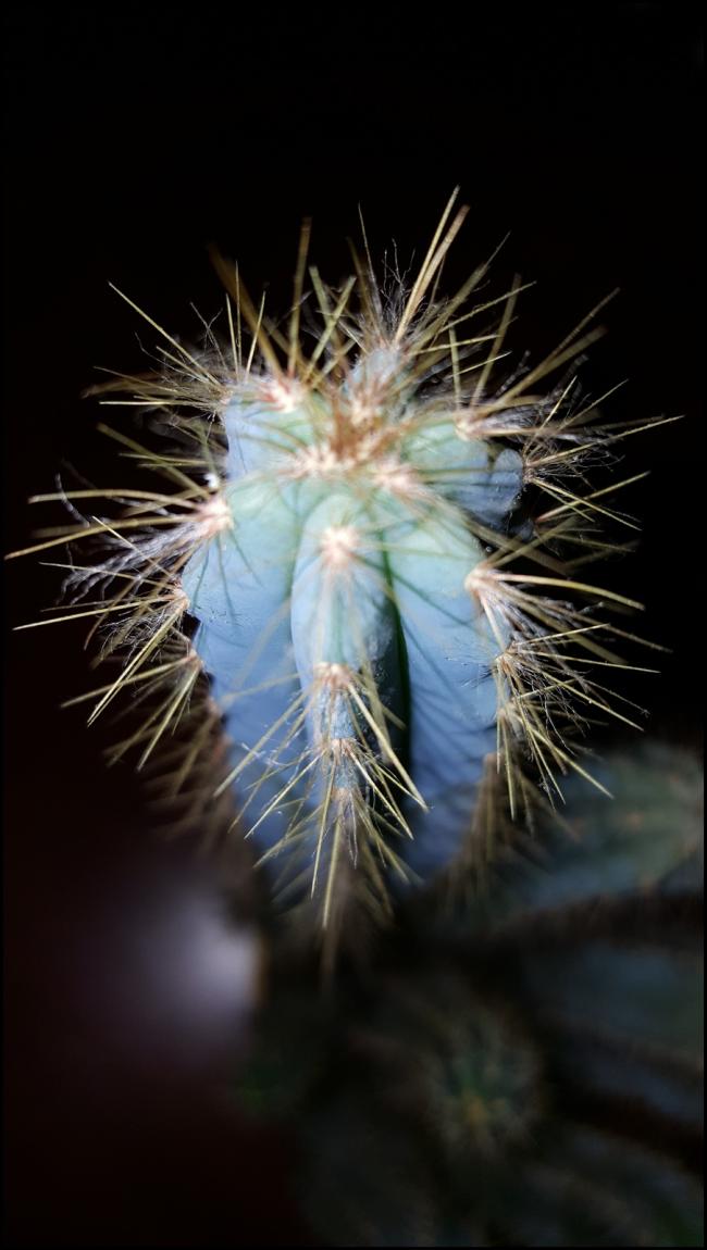 Name:  Pilosocereus azureus   (5).jpg
Views: 522
Size:  65.3 KB