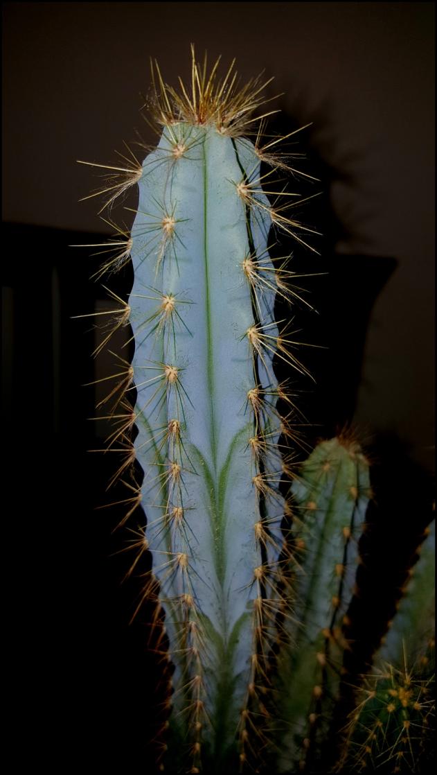Name:  Pilosocereus azureus   (6).jpg
Views: 624
Size:  70.3 KB