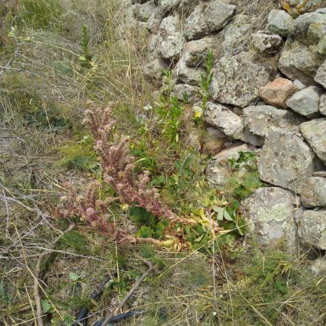 Name:  Sempervivum 2.jpg
Views: 353
Size:  71.9 KB