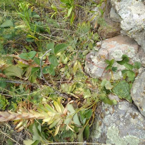 Name:  Sempervivum 1.jpg
Views: 358
Size:  72.9 KB