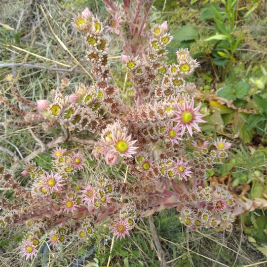 Name:  Sempervivum iei.jpg
Views: 358
Size:  75.0 KB
