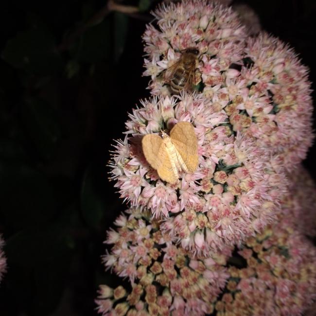 Name:  Sedum telephium Autumn Joy, Sedum spectabile 6.jpg
Views: 354
Size:  55.7 KB