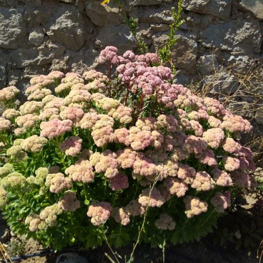 Name:  Sedum telephium Autumn Joy, Sedum spectabile 8.jpg
Views: 369
Size:  74.5 KB