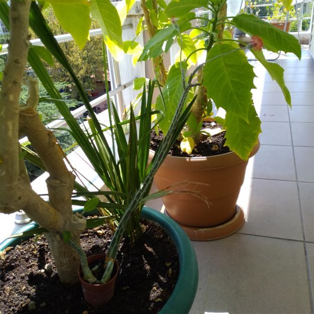 Name:  kakts iei 1.jpg
Views: 368
Size:  71.6 KB