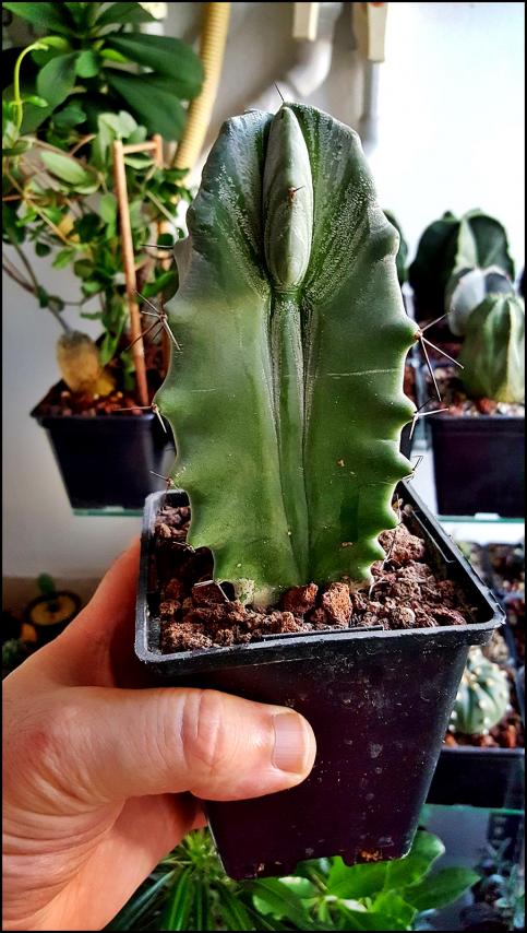 Name:  Lemaiocereus pruinosus (1).jpg
Views: 451
Size:  77.5 KB