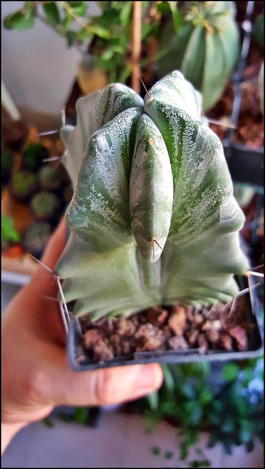 Name:  Lemaiocereus pruinosus (2).jpg
Views: 435
Size:  73.5 KB