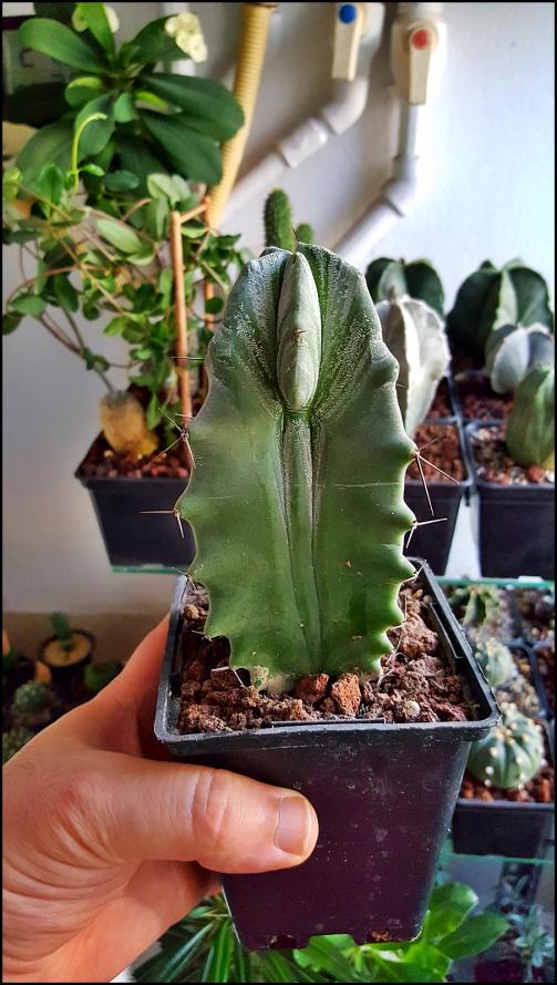 Name:  Lemaiocereus pruinosus (3).jpg
Views: 447
Size:  76.8 KB