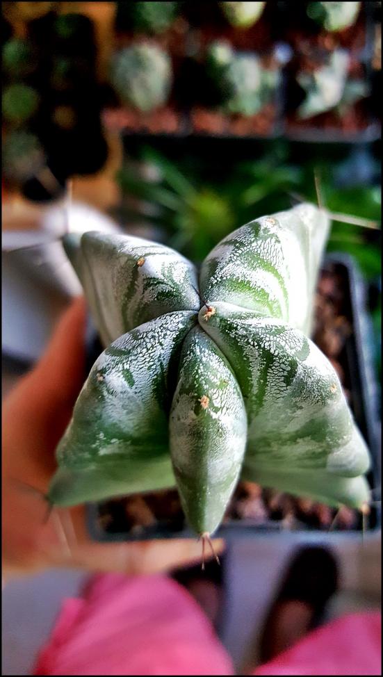 Name:  Lemaiocereus pruinosus (4).jpg
Views: 433
Size:  72.3 KB