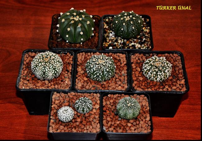Name:  Astrophytum asterias Super Kabuto (1).jpg
Views: 396
Size:  70.1 KB
